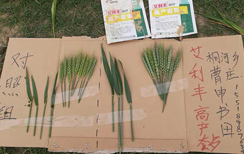 艾利丰PLUS见证5